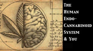 Endocannabinoid System