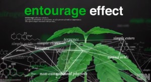 Entourage Effect drawing over cannabis leaf