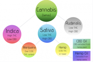 CBD Oil & Hemp Oil Extraction Chart