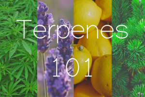 Picture with letterings of "Terpenes 101" superimposed over a collage of hemp leaves, lavender, lemons, & pine leaves in a column layout