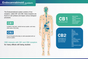 Infographic of endocannabinoid system receptors CB1 and CB2 in the human body