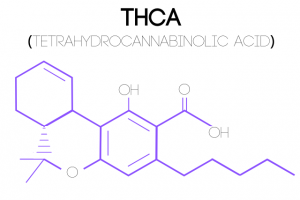 An illustration of a Tetrahydrocannabinolic Acid (THCA) molecular structure