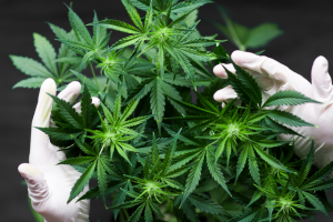 A person wearing surgical gloves handling a grown marijuana plant