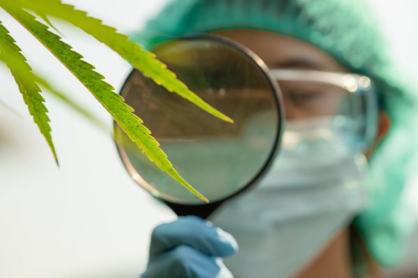 Investigating 2021 CBD Trends