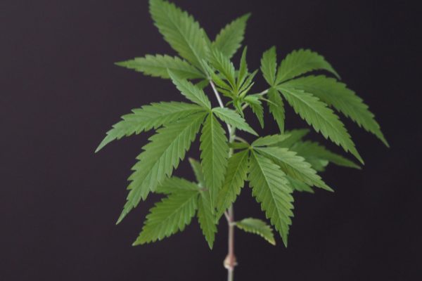 The Anatomy of a Hemp Plant in Today's Day & Age