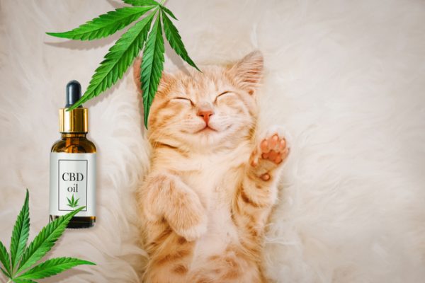 CBD Oil for Cats: What You Need to Know